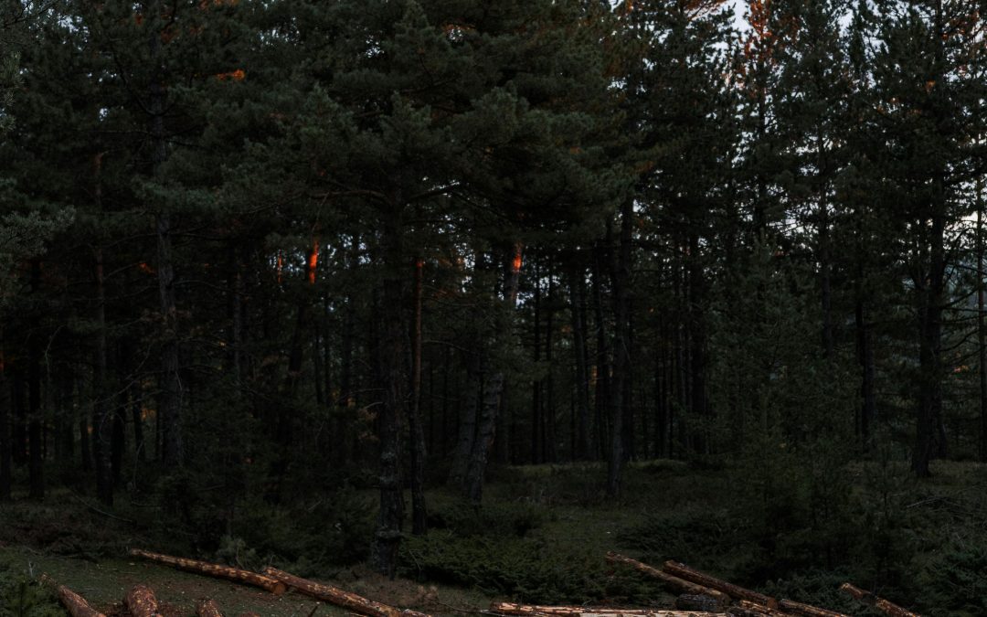 La gestion durable des forêts : un enjeu clé pour les scieries françaises