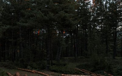 La gestion durable des forêts : un enjeu clé pour les scieries françaises